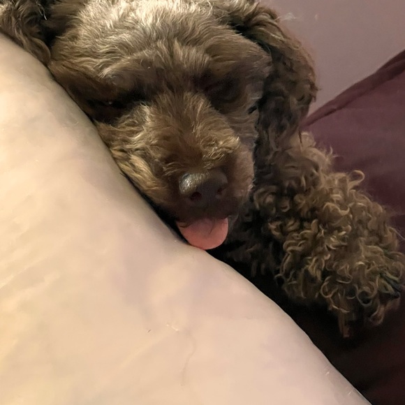 Meet your Posher, Miss Honey - Picture 10 of 13